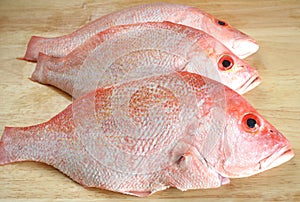 Three Red Snapper fishes photo