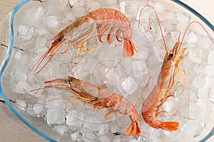 Three red tiger shrimp on ice