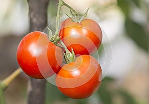 Three red tomatoes on a branch