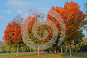 Three red trees in the park photo