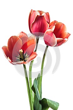 Three red tulip flowers isolated on white background