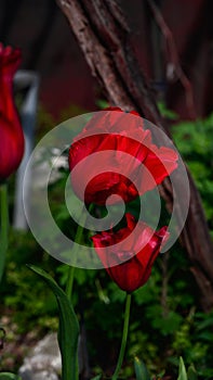 three red tulip flowers