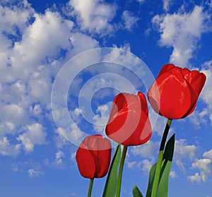 Three Red Tulips