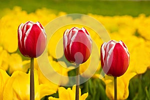 Three red tulips