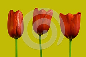 Three red tulips