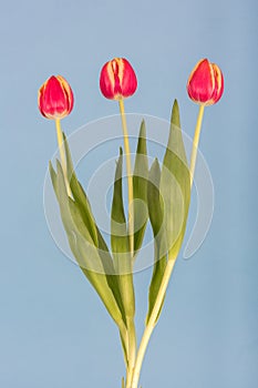Three red tulips on a blue background