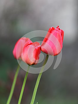 Tri tulipány 