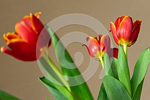 Three red tulips with green stems, one tulip in focus. Flower bouquet