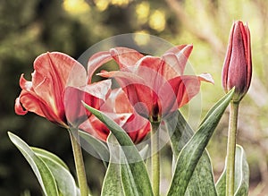 Three red tulips