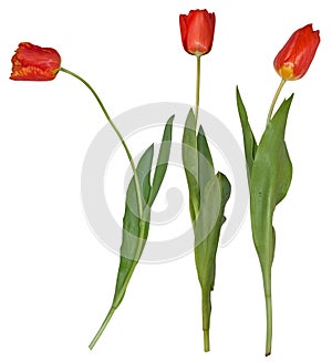 Three red tulips isolated individually
