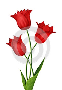 Three red tulips isolated on a white background