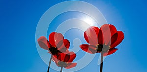 Three red tulips and sunshine