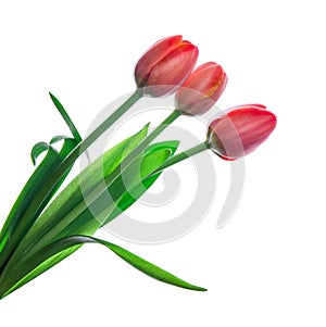 Three red tulips