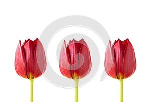 Three red tulips