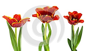 Three red tulips on a white background