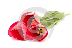 Three red tulips on white background