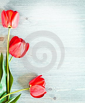 Three red tulips