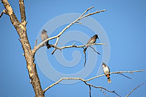 Three Red vented bulbul sitting on dry tree branch with clear bl