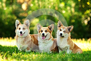 Three red welsh corgi pembroke dogs outdoors on green grass photo