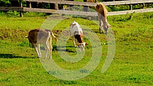 Three red, white calfs graze in meadow, young cows against background of green pastures, bell on neck, nature, release of