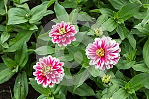 Three red and white and yellow Zinnia elegans flowers with bud and green leaves in a park in summer