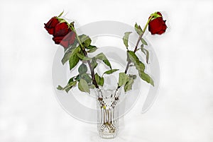 Three red wilted roses in a crystal vase on a white background.