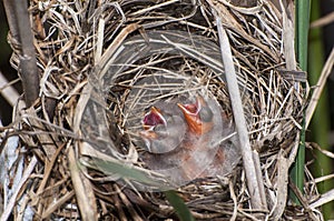 Three Red-winged blackbird hatchlings begging for food