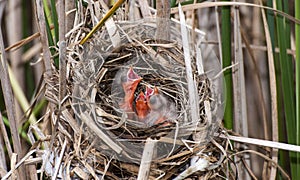 Three Red-winged blackbird hatchlings begging for food