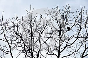 Three Red Winged Blackbirds