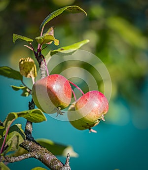 Three red-yellow apples ripen on a branch of an apple tree