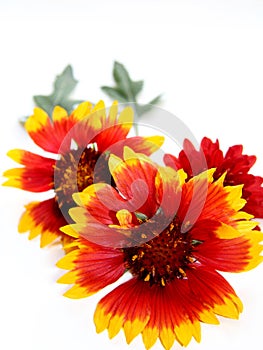 Three red-yellow flowers on white background.Autumn design.