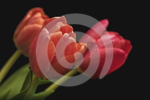 Three red-yellow tulips on green stems against a dark background with artificial lighting in the studio.