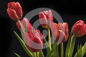 Three red-yellow tulips on green stems against a dark background with artificial lighting in the studio.