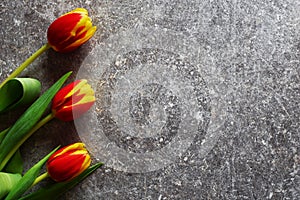 Three red and yellow tulips on grunge background