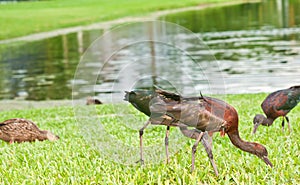 three reddish egrets, feed on grubs in tropical grassy shoreline