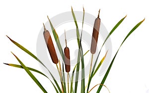 Three reeds and cattail dry plant isolated white background