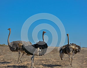 Three restless ostriches running across the field