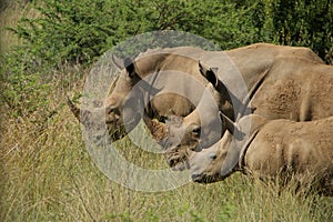 Three rhinoceroses in savanna.