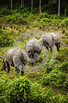 Three rhinos in jungle