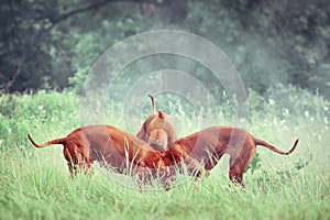 Three Rhodesian Ridgebacks looking something in grass photo