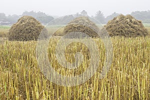 Three rice straw piles shine up and waiting for harvesting the rice grain