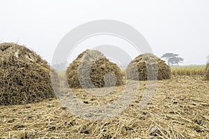 Three rice straw piles shine up and waiting for harvesting the rice grain