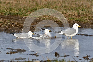 Three Ring-billed gulls in a flooded field