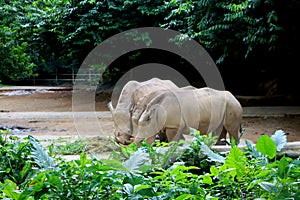 Three rino is eating food