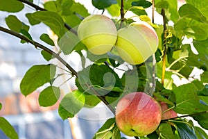 Three ripe apples hang on a tree in the shade of green foliage on a summer day