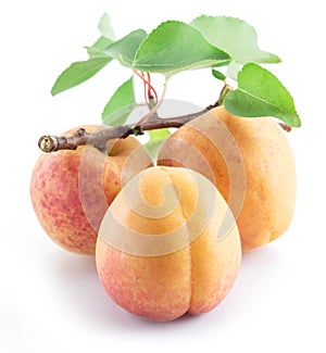 Three ripe apricots isolated on the white background