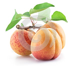 Three ripe apricots isolated on the white background