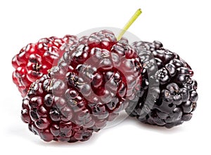 Three ripe black mulberries fruits isolated on white background