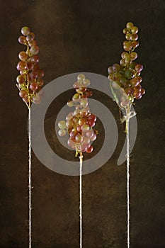 Three ripe bunches of grapes against a dark background