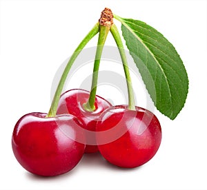 Three ripe cherries with a cherry leaf isolated on a white background